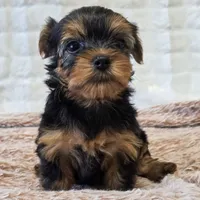 Maggie , a female Yorkshire Terrier for sale in Donna, TX – 3 of 10