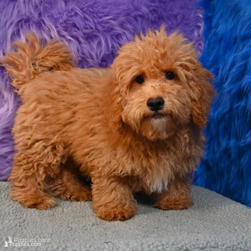 Paul - 7 day return policy – Shihpoo puppy for sale in Donna, TX