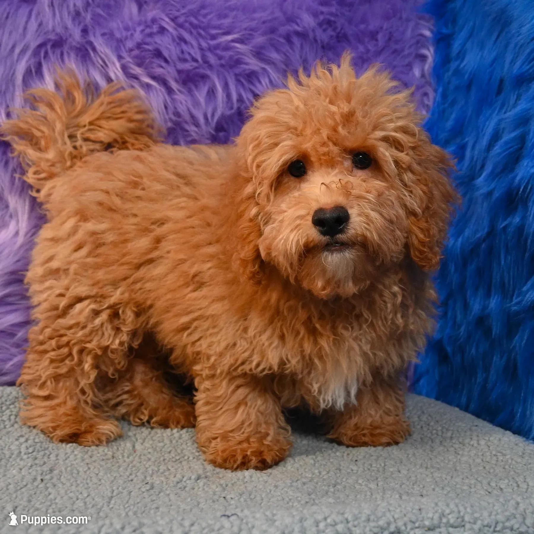 Paul - 7 day return policy, a male Shihpoo for sale in Donna, TX – 1 of 9