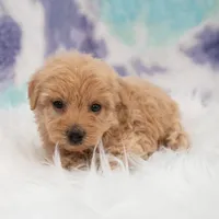 Luis , a male Maltipoo for sale in Donna, TX – 7 of 7