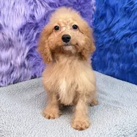 Minnie  - 7 day return guarantees, a female Cockapoo for sale in Donna, TX – 5 of 10