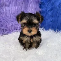Angel - 7 day return guarantees, a female Yorkshire Terrier for sale in Donna, TX – 2 of 10
