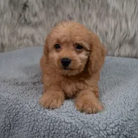Ranger  Micro-Mini, a male Miniature Goldendoodle for sale in Donna, TX – 6 of 7