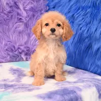 Perla , a female Cockapoo for sale in Donna, TX – 3 of 10