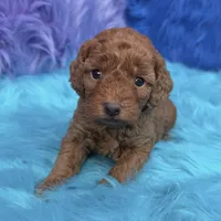 karina, a female Poodle - Miniature  for sale in Donna, TX – 4 of 10