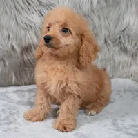 Ranger, a male Miniature Goldendoodle for sale in Donna, TX – 3 of 9