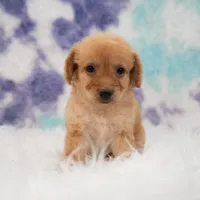 Layla , a female Maltipoo for sale in Donna, TX – 1 of 5