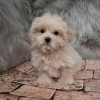 Teddy, a male Maltipoo for sale in Donna, TX – Photo 8 of 8