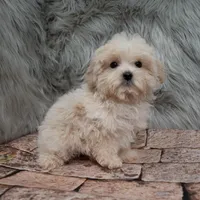 Teddy, a male Maltipoo for sale in Donna, TX – Photo 7 of 8