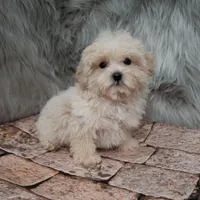 Teddy, a male Maltipoo for sale in Donna, TX – Photo 5 of 8