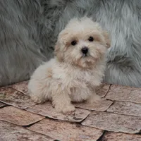 Teddy, a male Maltipoo for sale in Donna, TX – Photo 6 of 8