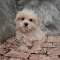 Teddy, a male Maltipoo for sale in Donna, TX – Photo 4 of 8