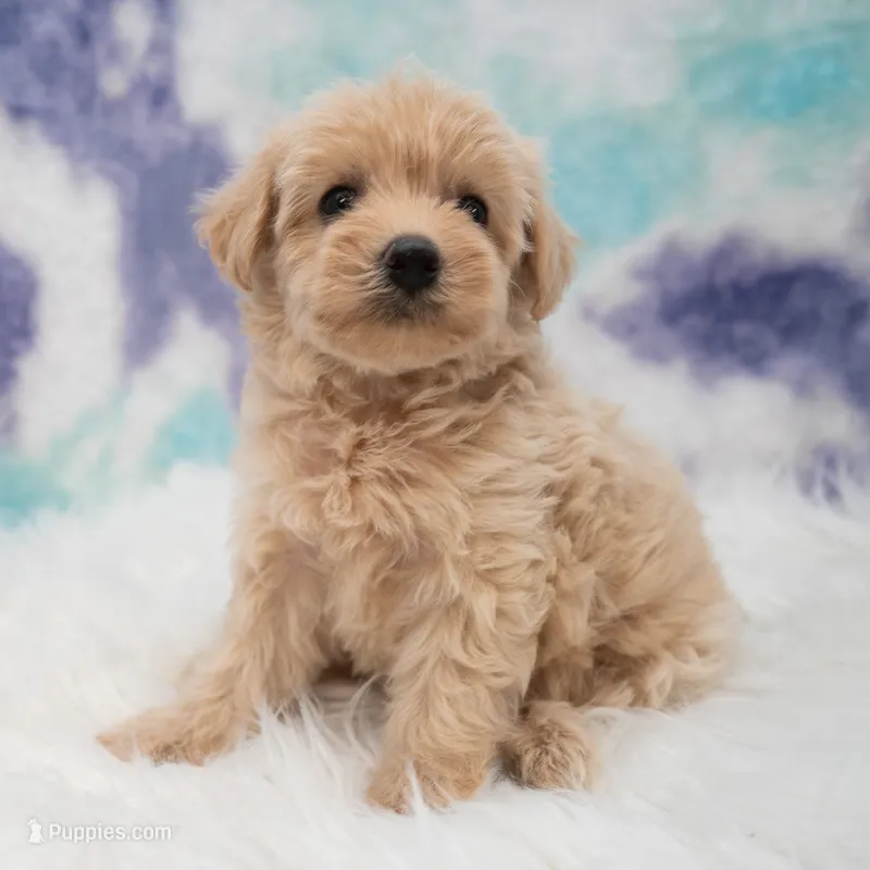 Callie  – Maltipoo puppy for sale in Donna, TX