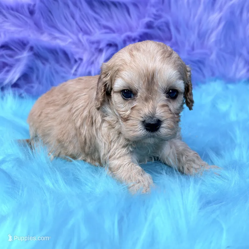Piper  – Cavapoo puppy for sale in Donna, TX