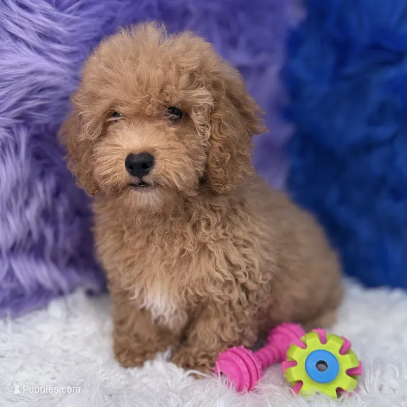 Paul – Shihpoo puppy for sale in Donna, TX