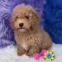 Paul, a male Shihpoo for sale in Donna, TX – 1 of 10