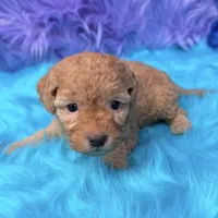 Harper , a female Poodle - Miniature  for sale in Donna, TX – 6 of 10