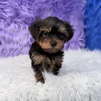 Jax, a male Yorkshire Terrier for sale in Donna, TX – 6 of 10