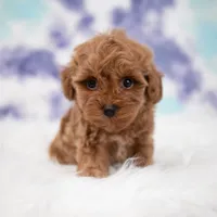 Zeus , a male Maltipoo for sale in Donna, TX – 4 of 7