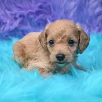 Dexter , a male Cockapoo for sale in Donna, TX – 2 of 8