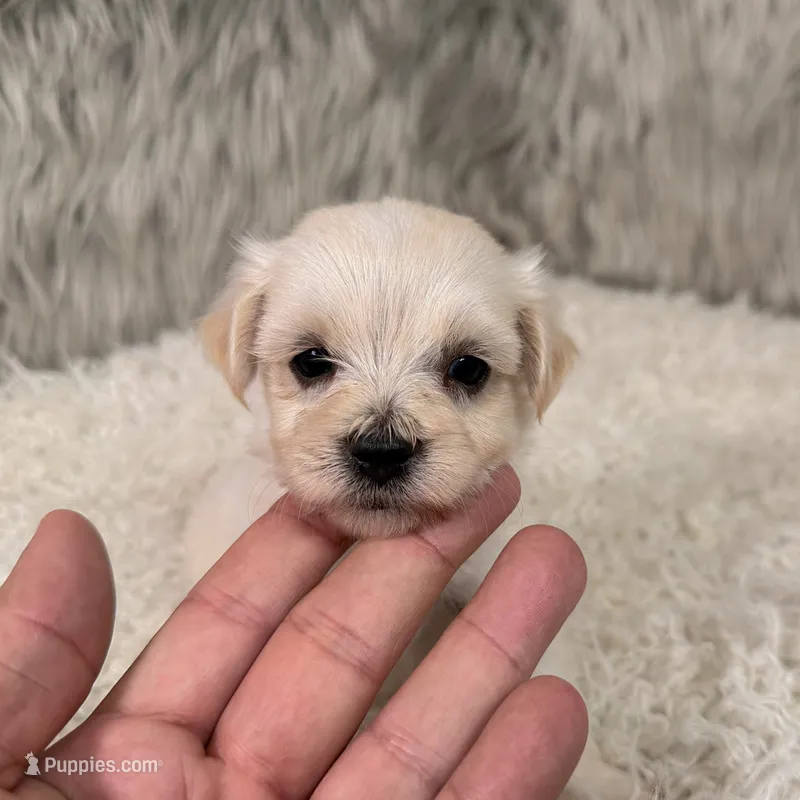 Buddy – Maltipoo puppy for sale in Donna, TX