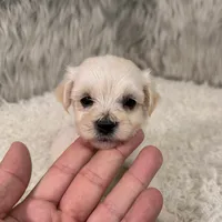 Buddy, a male Maltipoo for sale in Donna, TX – 1 of 8
