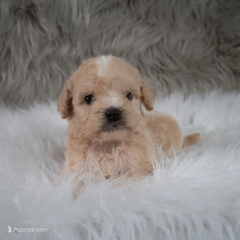 Maverick  Micro-Mini – Miniature Goldendoodle puppy for sale in Donna, TX