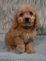 Ranger  Micro-Mini, a male Miniature Goldendoodle for sale in Donna, TX – 4 of 7