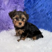 John - 7 day return guarantees, a male Yorkshire Terrier for sale in Donna, TX – 6 of 10