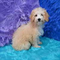 Leo, a male Miniature Goldendoodle for sale in Donna, TX – 6 of 9