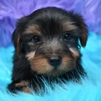 Gus , a male Yorkshire Terrier for sale in Donna, TX – 7 of 10