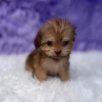 Sergio, a male Shihpoo for sale in Donna, TX – 7 of 9
