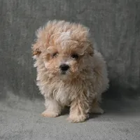 Max, a male Maltipoo for sale in Donna, TX – 9 of 9