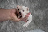 Murphy , a male Maltipoo for sale in Donna, TX – 10 of 10