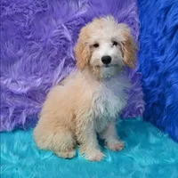 Leo, a male Miniature Goldendoodle for sale in Donna, TX – 7 of 9