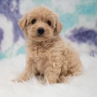 Callie , a female Maltipoo for sale in Donna, TX – 2 of 6