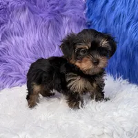 Jax, a male Yorkshire Terrier for sale in Donna, TX – 5 of 10