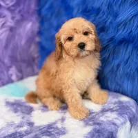 Piper , a female Cavapoo for sale in Donna, TX – 7 of 10