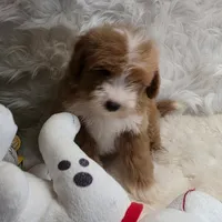 George, a male Maltipoo for sale in Donna, TX – 6 of 7