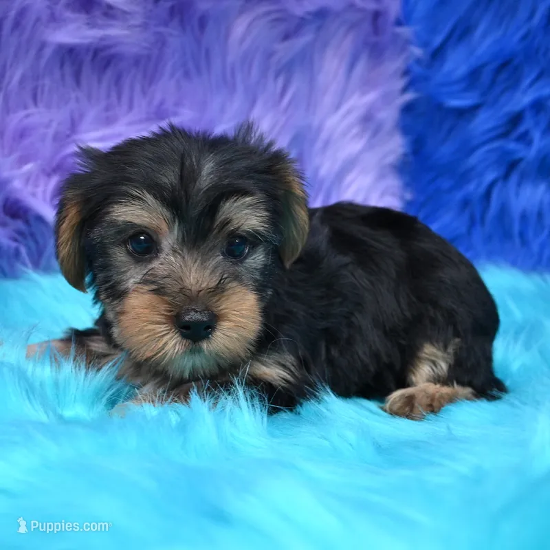 Cooper – Yorkshire Terrier puppy for sale in Donna, TX