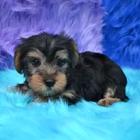 Cooper, a male Yorkshire Terrier for sale in Donna, TX – 1 of 10