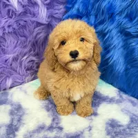 Paul , a male Shihpoo for sale in Donna, TX – 9 of 10