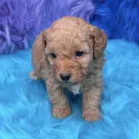 Jasper , a male Poodle - Miniature  for sale in Donna, TX – 7 of 10