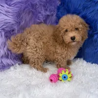 Paul, a male Shihpoo for sale in Donna, TX – 9 of 10