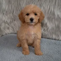 Ivy  Micro-Mini, a female Miniature Goldendoodle for sale in Donna, TX – 2 of 7