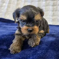 3939, a male Yorkshire Terrier for sale in Donna, TX – 2 of 10