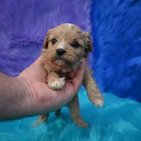 Duchess, a female Cavapoo for sale in Donna, TX – 3 of 5