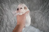 Charlie , a male Maltipoo for sale in Donna, TX – 5 of 10