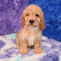 Duke , a male Cockapoo for sale in Donna, TX – 7 of 10