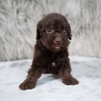 Vilma , a female Poodle - Miniature  for sale in Donna, TX – 3 of 7